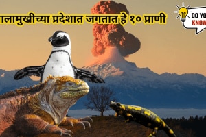 From Jack the Penguin to Volcano Rabbit This 10 creatures that thrive in volcanic environments