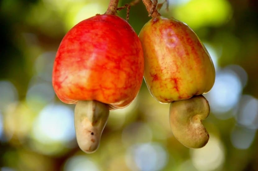 Health Benefits Of Eating Soaked Cashew Nut