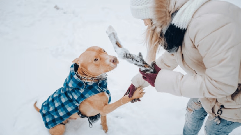 How often should you bathe your pets in winter experts weigh