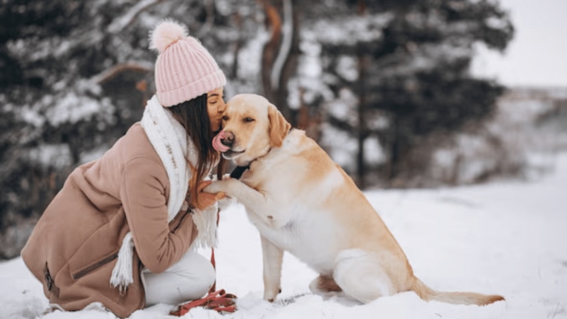 How often should you bathe your pets in winter experts weigh