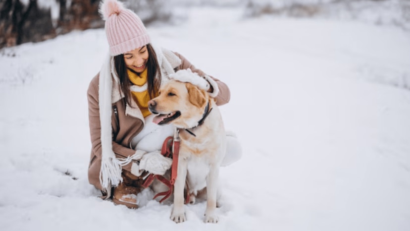 How often should you bathe your pets in winter experts weigh