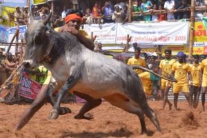 A blurred image of a bull running in a Jallikattu event with people attempting to grab it.