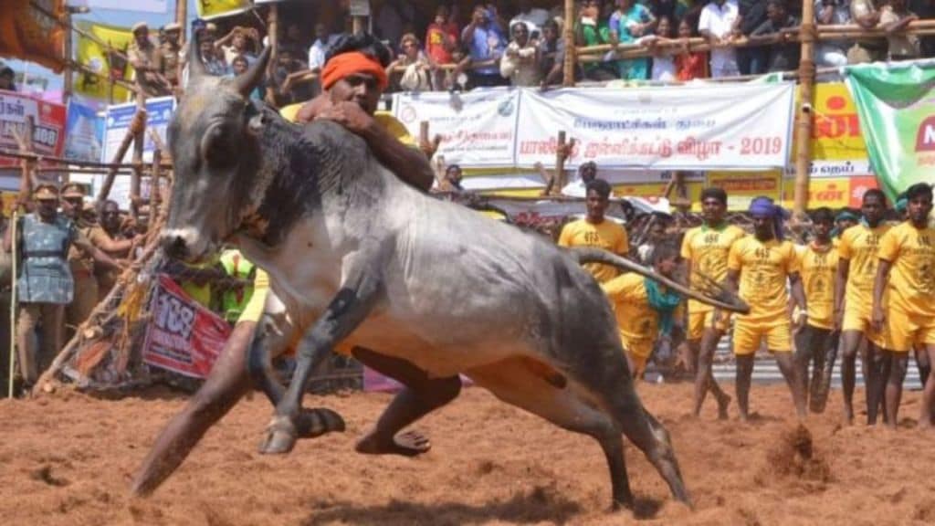 A blurred image of a bull running in a Jallikattu event with people attempting to grab it.