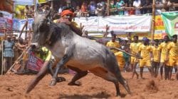 Jallikattu : जलीकट्टू दरम्यान तामिळनाडूत एकाच दिवशी ७ जणांचा मृत्यू, ४०० हून अधिक जण जखमी