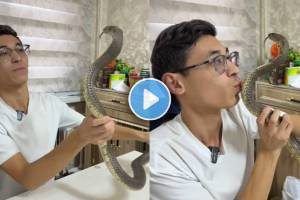 King Cobra Shocking Video viral