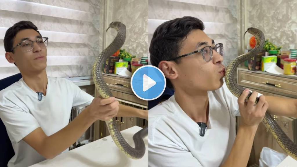 King Cobra Shocking Video viral