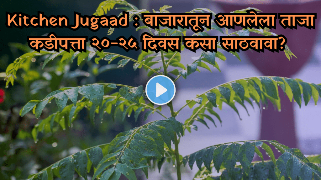 Kitchen Jugaad How to store fresh curry leaves brought from the market for 20-25 days