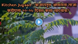 Kitchen Jugaad : बाजारातून आणलेला ताजा कढीपत्ता २०-२५ दिवस कसा साठवावा? जाणून घ्या सोपा उपाय, पाहा Video