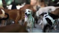 Dogs Killed : अमानवी कृत्य… कुत्र्यांचे पाय आणि तोंड बांधून पुलावरून फेकून दिलं; २१ श्वानांचा मृत्यू, २१ गंभीर