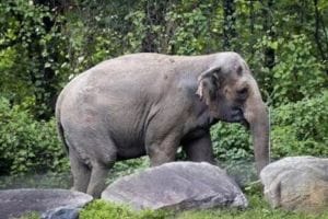 Spanish Tourist girl gored to death While bathing elephant