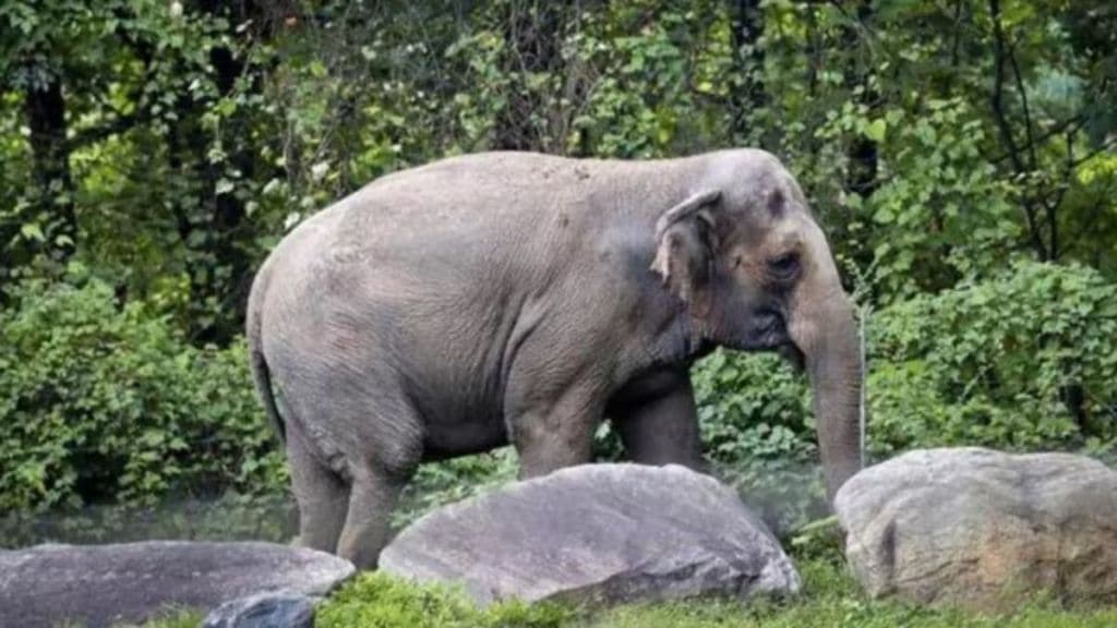 Spanish Tourist girl gored to death While bathing elephant