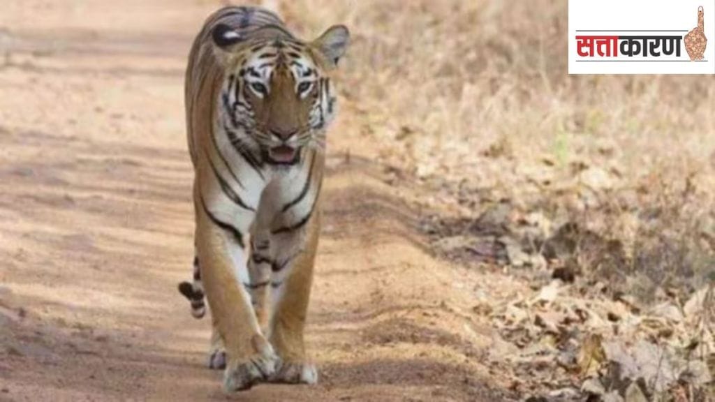 West Bengal vs Odisha on tigers