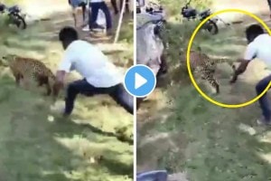 Man Grabs Leopard By Tail