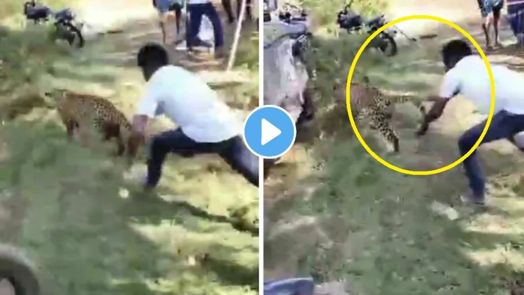 Man Grabs Leopard By Tail