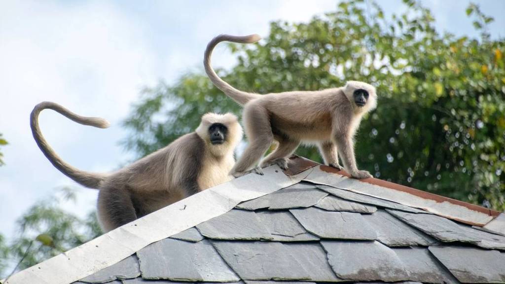 female monkey in thane underwent cesarean section and survived with doctors help