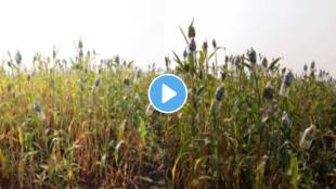 Pune farmer desi jugaad video farmer jugaad to protect field from bird watch video