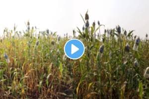 Pune farmer desi jugaad video farmer jugaad to protect field from bird watch video