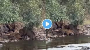 Tiger Cubs Hunting Deer In Ranthambore Animal shocking Video