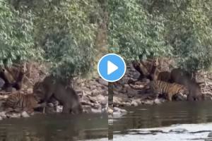 Tiger Cubs Hunting Deer In Ranthambore Animal shocking Video