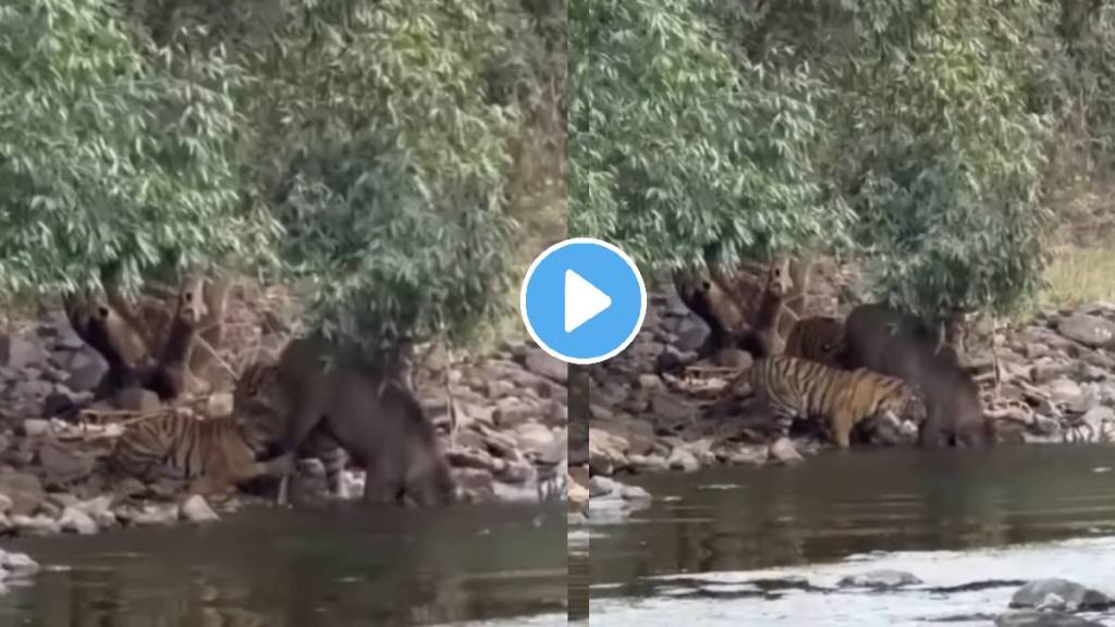 Tiger Cubs Hunting Deer In Ranthambore Animal shocking Video