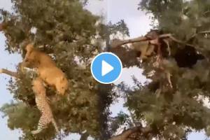 Shocking video lion and leopard clashed on a tree thrilling fight video went viral