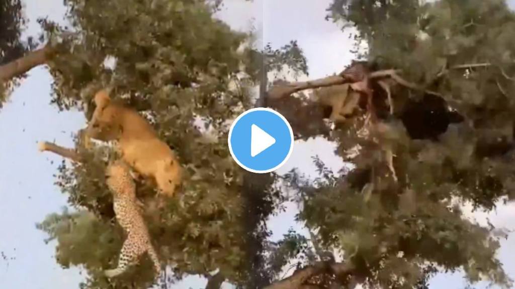 Shocking video lion and leopard clashed on a tree thrilling fight video went viral