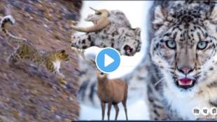 Shocking video Sheep Killed A Leopard On Snow Mountain Animal Video goes Viral on social media