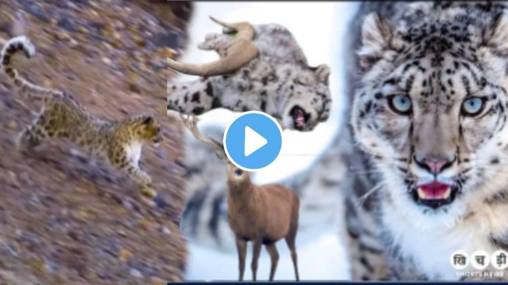 Shocking video Sheep Killed A Leopard On Snow Mountain Animal Video goes Viral on social media