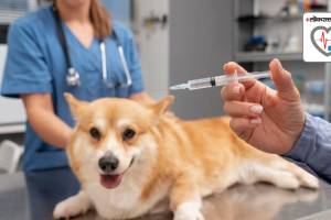 rabies vaccination