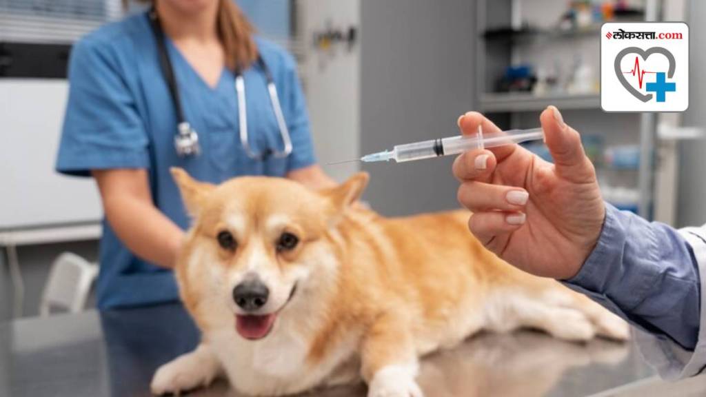 rabies vaccination