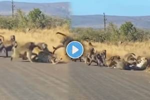 monkeys tried to attack a Leopard