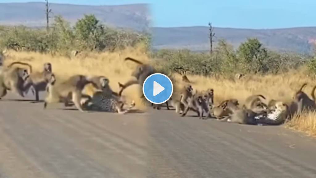 monkeys tried to attack a Leopard