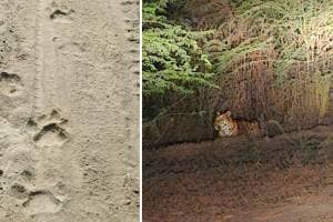 Painganga mine area, tigers , Chandrapur,