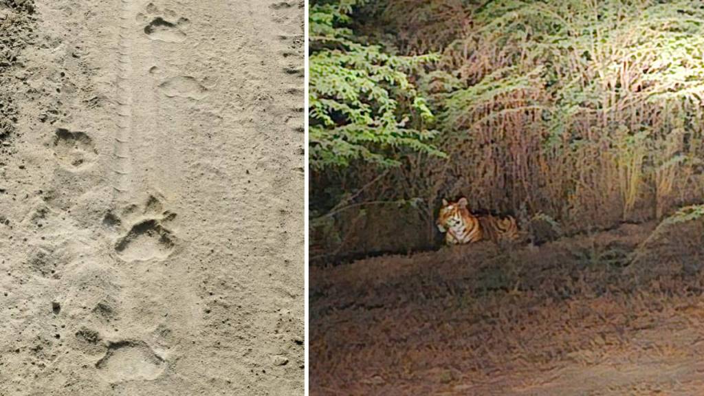 Painganga mine area, tigers , Chandrapur,