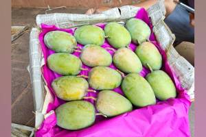 Mumbai first box of saffron mangoes of this season will be sold today