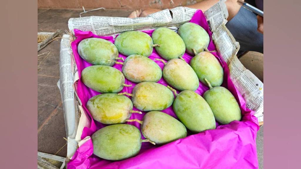 Mumbai first box of saffron mangoes of this season will be sold today