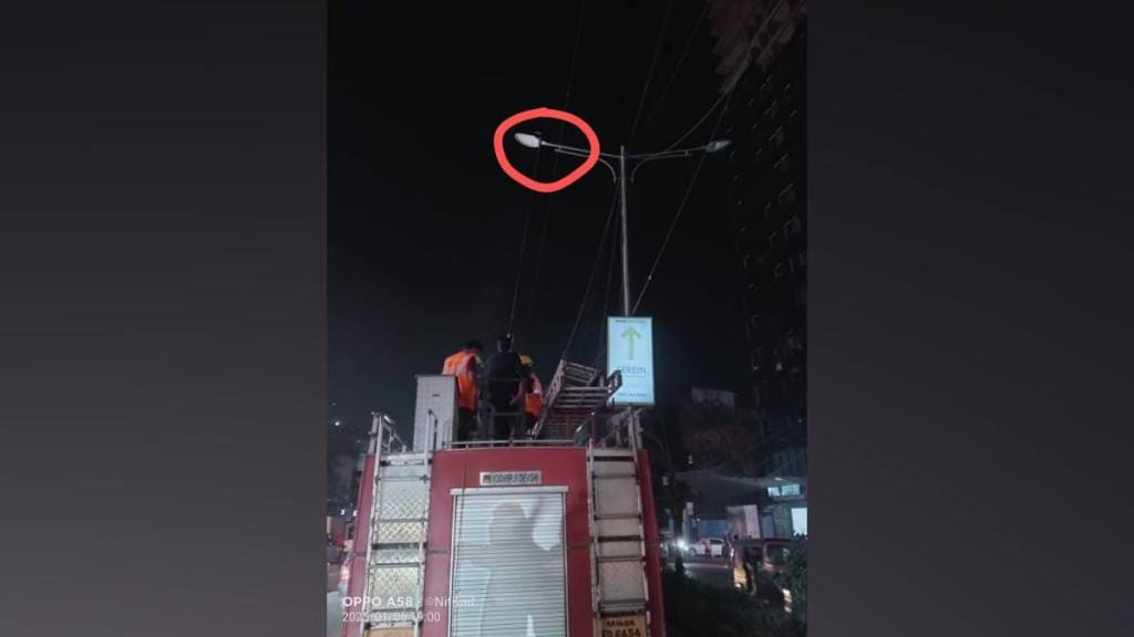 pigeons caught in kite manja