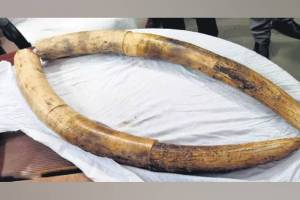 elephant teeth smuggling in dombivli