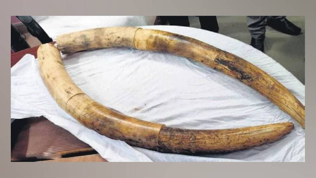 elephant teeth smuggling in dombivli