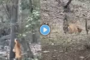 Tiger attack Viral Video