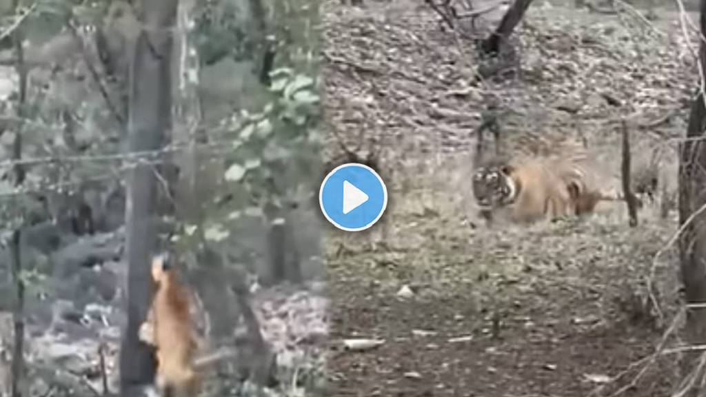 Tiger attack Viral Video