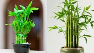 Lucky bamboo plant care