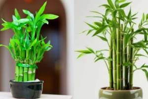 Lucky bamboo plant care