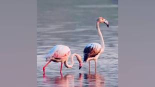 flamingos and over 50 migratory Birds arrive at Suryachiwadi Lake