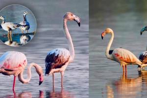 flamingos and over 50 migratory Birds arrive at Suryachiwadi Lake