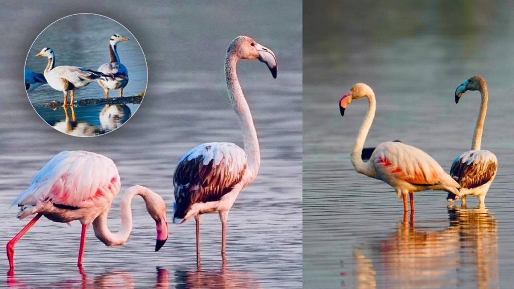 flamingos and over 50 migratory Birds arrive at Suryachiwadi Lake