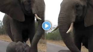 The elephant stopped the cub approaching the strangers