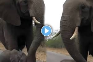 The elephant stopped the cub approaching the strangers