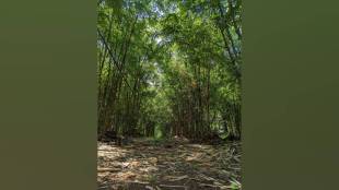 Raigad district administration will implement bamboo cluster scheme planting 35 lakh bamboos