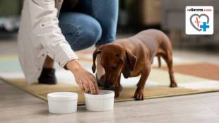 Vegetarian diet for dogs